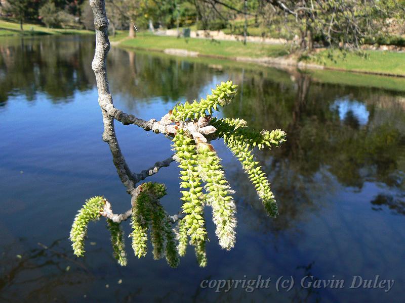 Catkins, River Torrens P1030581.JPG